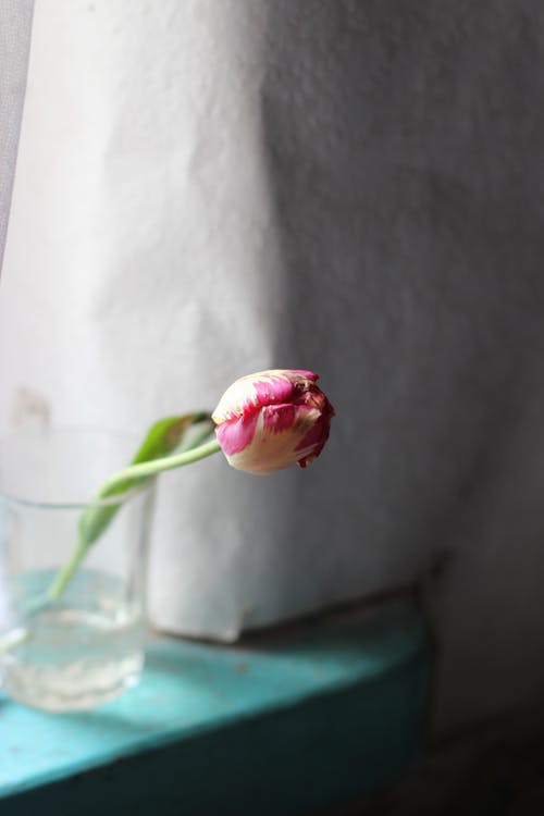 A single tulip in a glass of water on a window sill