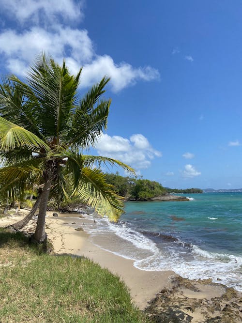 Palm Tree on Sea Coast