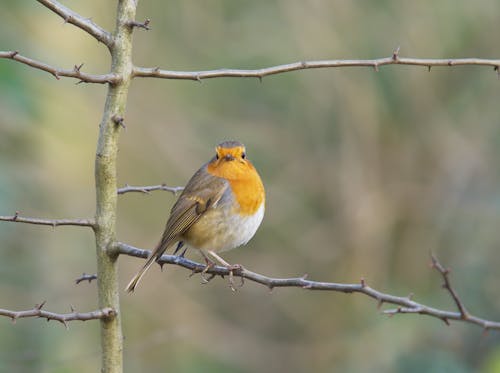 Angry bird robin perched on a hawthorn sprig.