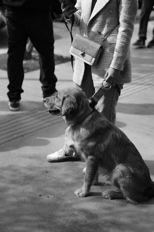 Foto stok gratis anjing golden retriever, domestik, grayscale