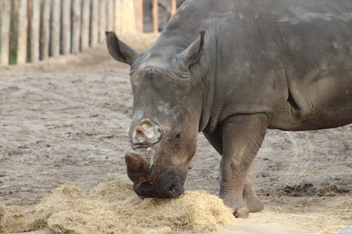 Gratis stockfoto met neushoorn