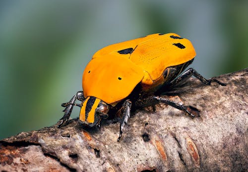 Бесплатное стоковое фото с beetle, выборочный фокус, желтый