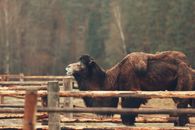 Bactrian camel with dark brown fur in a zoo enclosure in Latvia, surrounded by wooden fences.