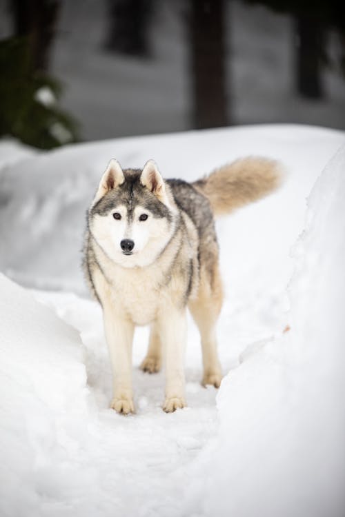 Darmowe zdjęcie z galerii z drzewa, fotografia zwierzęcia, husky