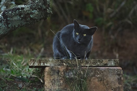 在巴西树林的岩石上，一只灰猫蓄势待发，它狂野的本能和醒目的黄色眼睛展露无遗