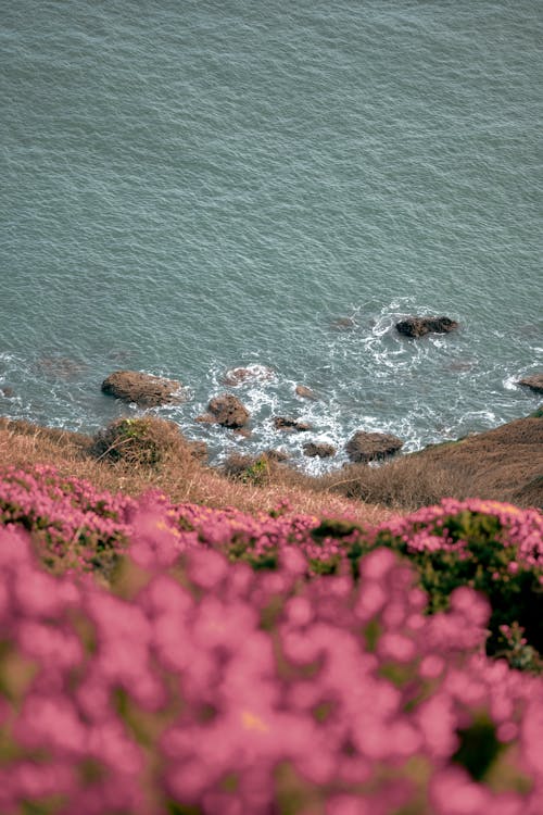 View of a Shore from a Hill with Pink Flowers