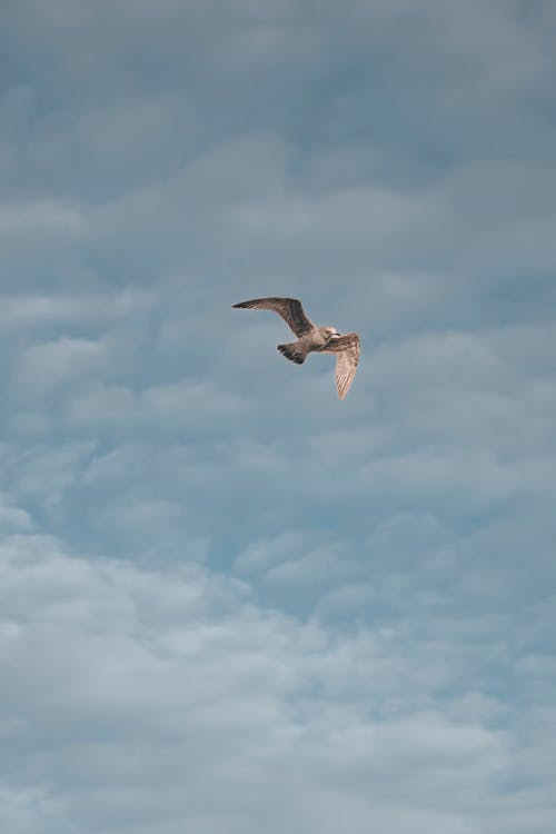 Fotobanka s bezplatnými fotkami na tému čajka, fotografie zvierat žijúcich vo voľnej prírode, lietanie