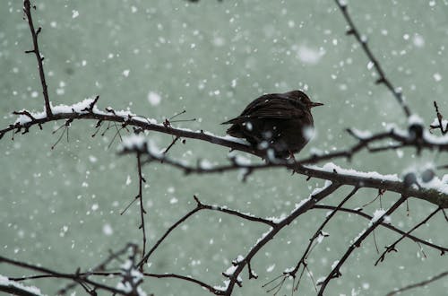 Brown Bird Standing on Branch