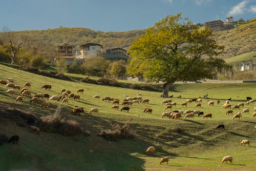 Sheep on Pasture in Village