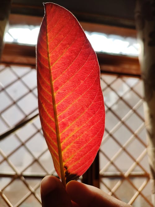 red leaf