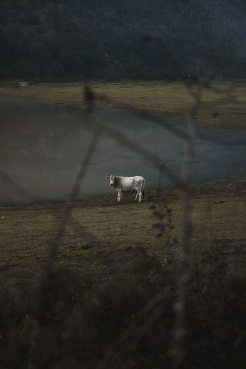 Vaca Blanca Cerca De Aguas Poco Profundas