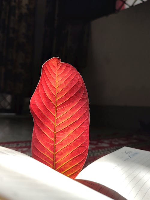 Free stock photo of autumn leaf
