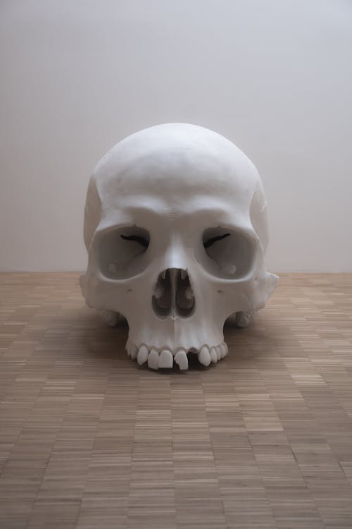 두개골, 두개골과 이미지, 박물관의 무료 스톡 사진