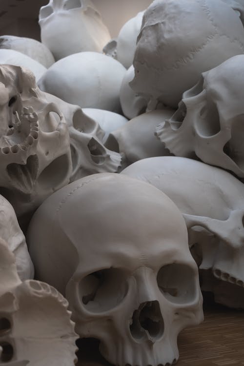 두개골, 두개골과 이미지, 박물관의 무료 스톡 사진