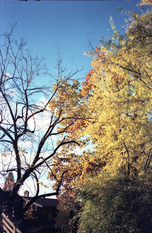 autumn color 
