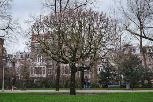 A tree in a park with buildings in the background