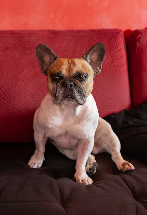 Ingyenes stockfotó francia bulldog, frenchie, kutya témában