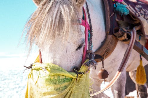 Безкоштовне стокове фото на тему «білий кінь, блакитне небо, впритул»