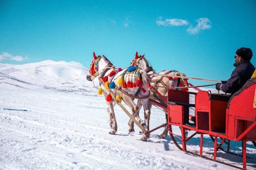 Kostenloses Stock Foto zu pferde, schnee, tiere