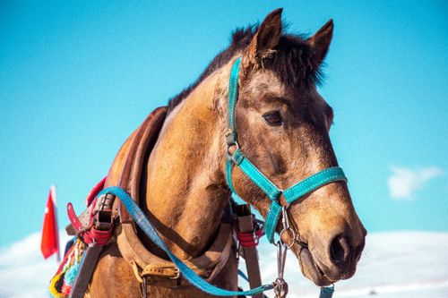 Free Close-up of a saddled horse with blue sky background, captured outdoors in Türkiye. Stock Photo