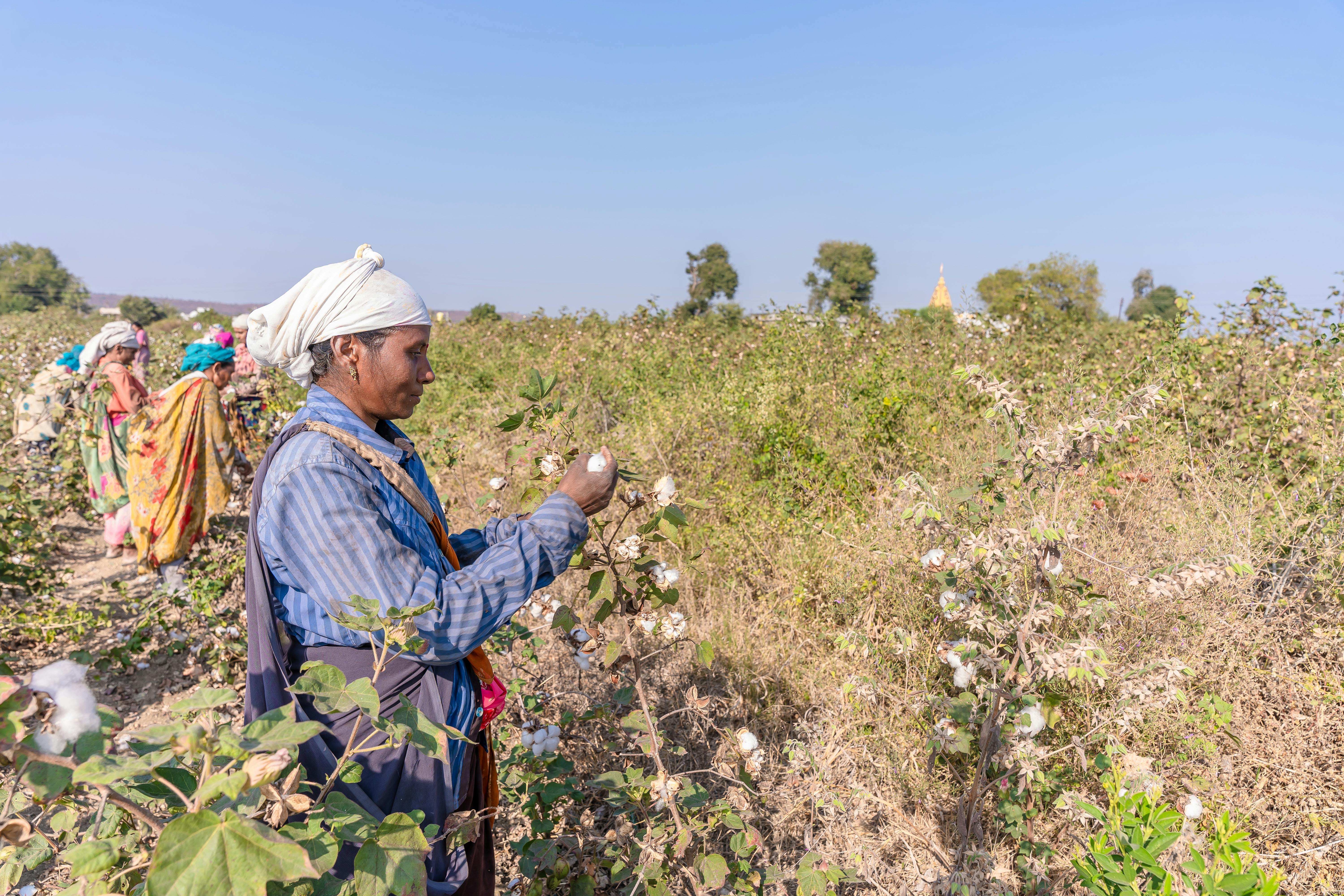 A group of Indian farmers picking cotton in a rural field under a clear sky.