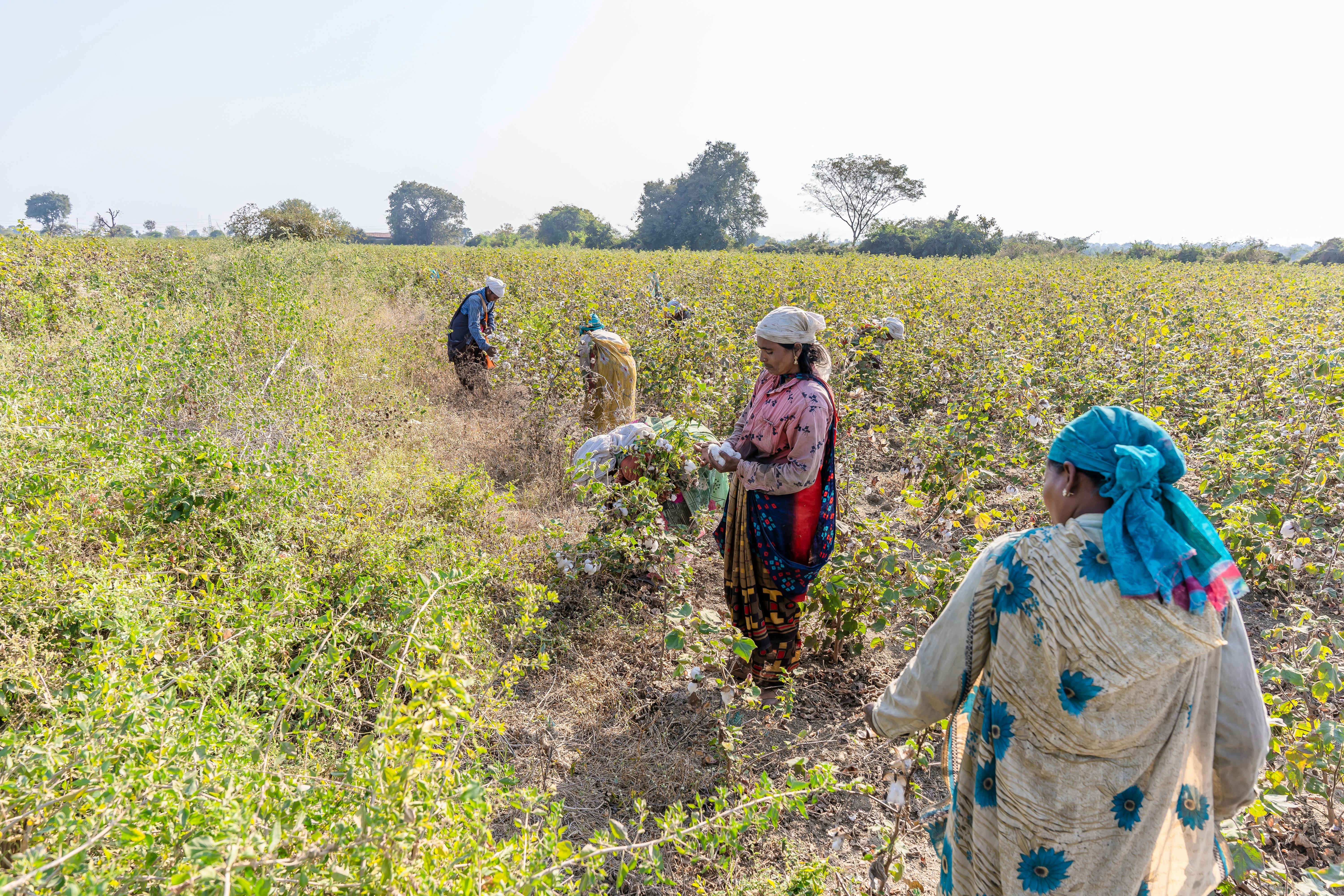 Effects of Rising Temperatures ⁢on Crop Production