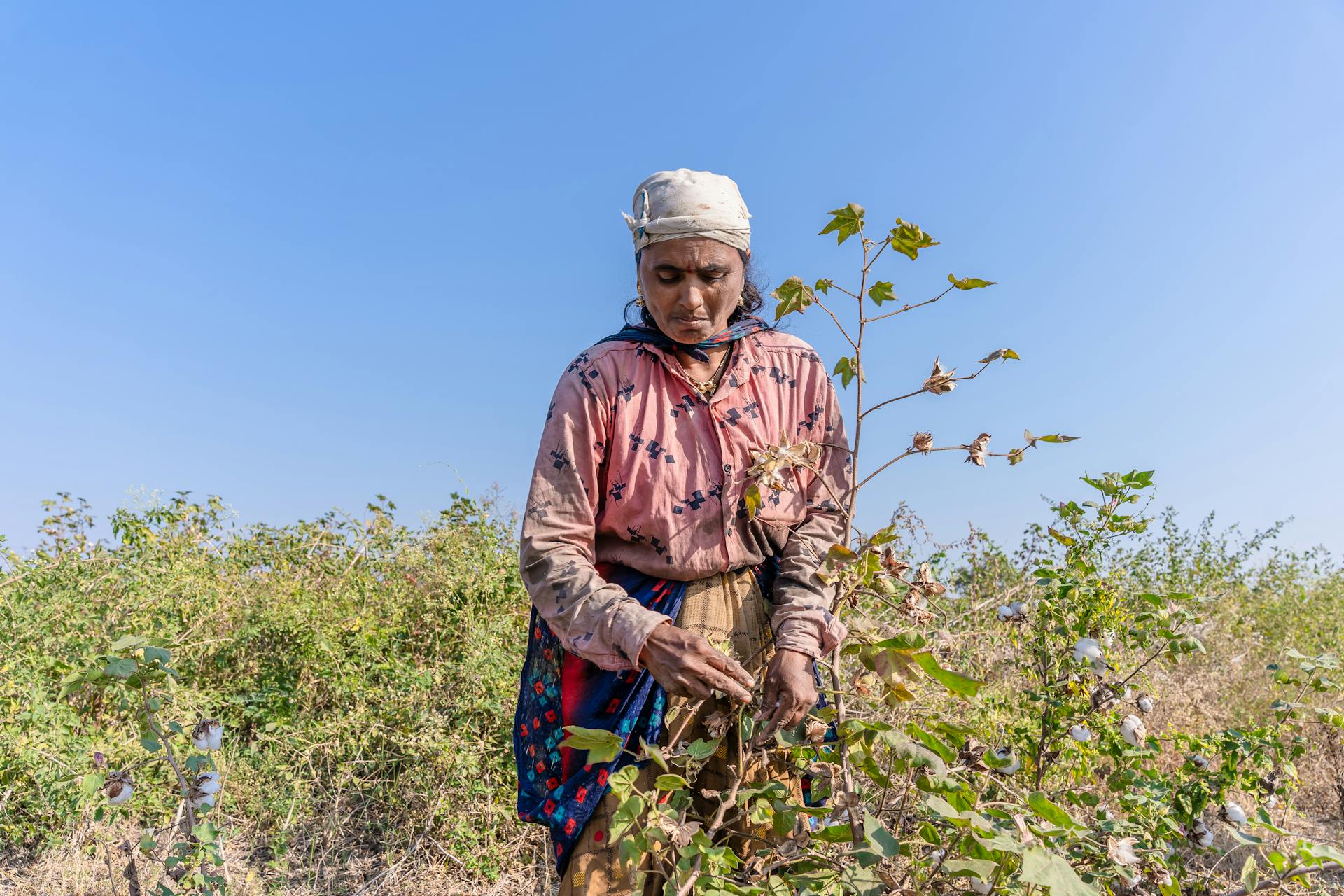 A rural Indian farmer harvesting cotton under a clear blue sky.