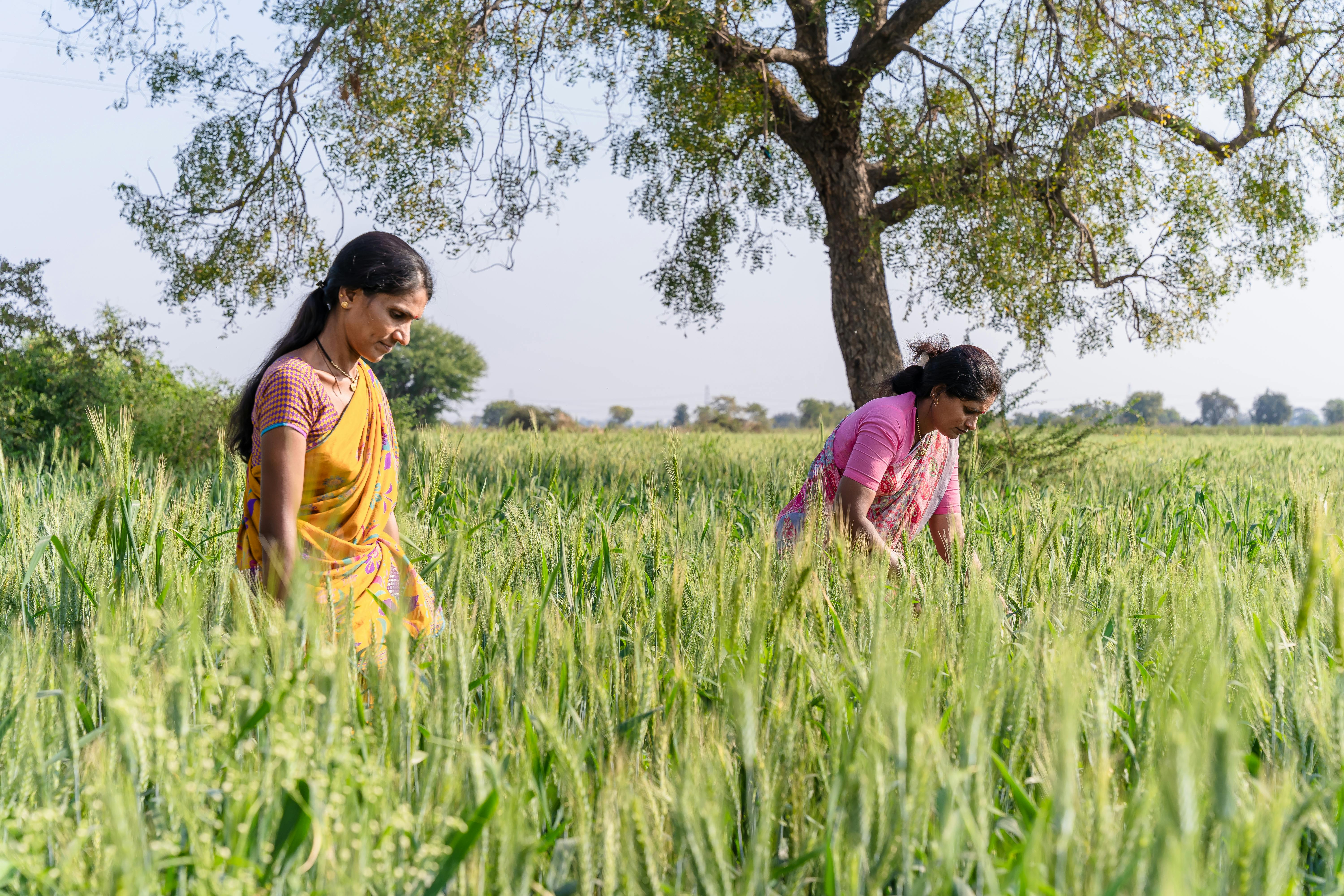Two Indian women working in a lush, green farm field under a bright sky, showcasing rural agriculture.