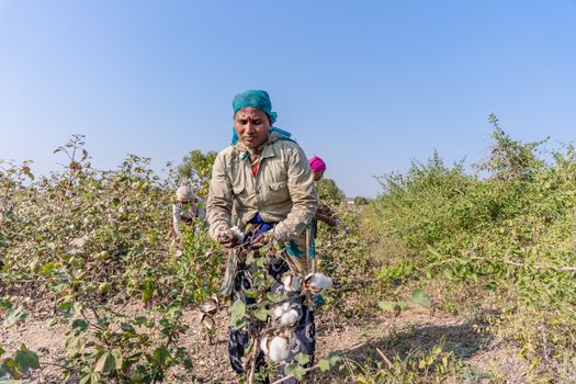 A farmer in rural India harvesting cotton plants in a sunny field, practicing sustainable agriculture.