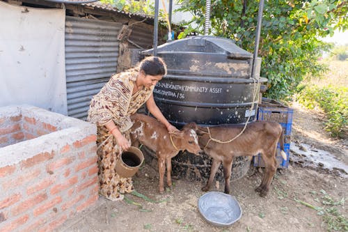 Gratis stockfoto met aanwenden, beest, bewatering