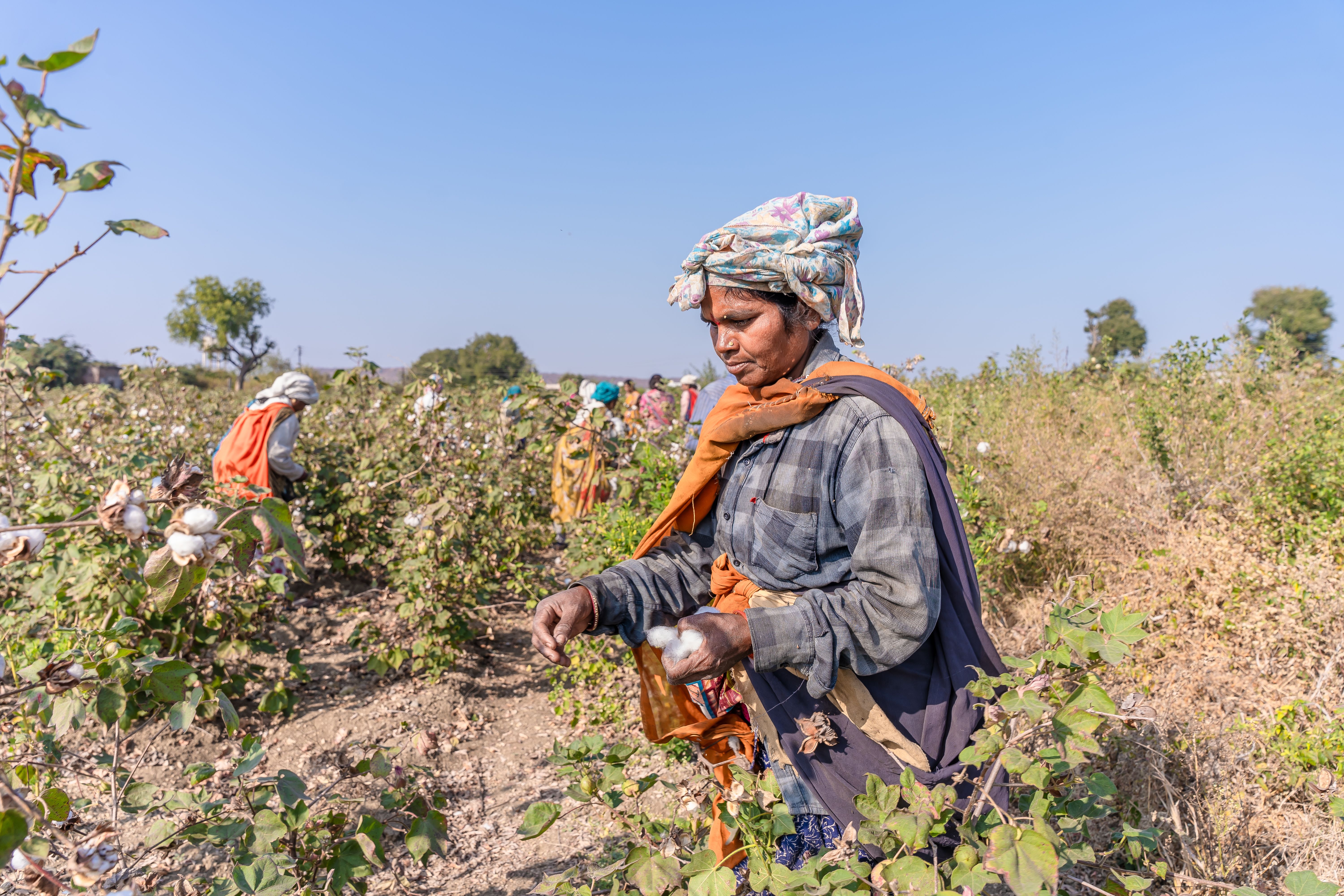 Group of Indian farmers harvesting cotton in a sunlit field, showcasing traditional farming methods.