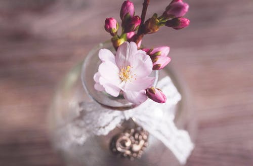 Free Shallow Focus Photo of Pink Flowers Stock Photo