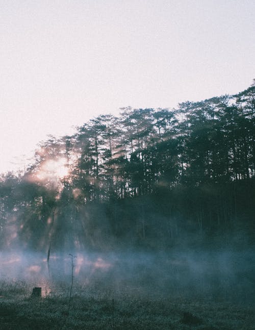 Foto profissional grátis de árvores, floresta, luz solar