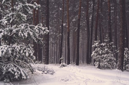Foto profissional grátis de árvores, branco, calçada