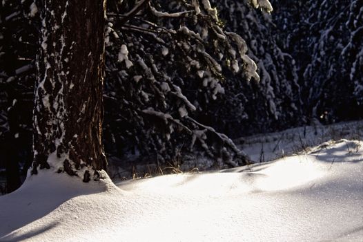 Serene winter forest scene with snow-covered tree trunks and bright snow under dappled sunlight.