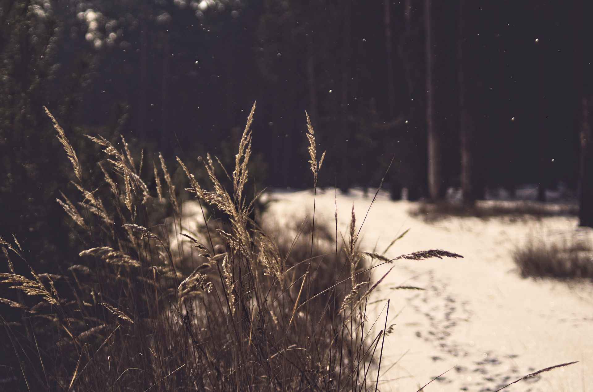 A tranquil winter scene featuring a snowy forest path with wild grasses and gentle snowfall.