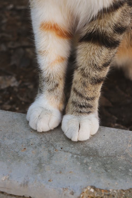 A cat's feet are shown in this photo