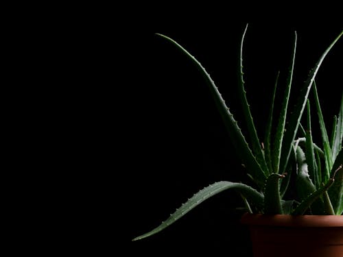 beautiful green plant in the studio