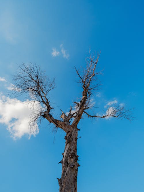 blue sky and an old tree