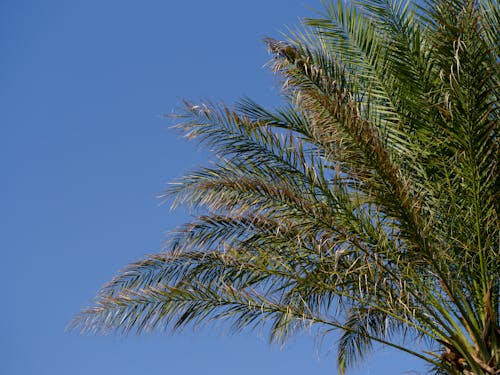 Clear Sky over Green Leaves of Palm Tree