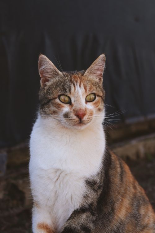 Free A striking tabby cat poses outdoors, showcasing its beautiful fur and intense gaze. Stock Photo