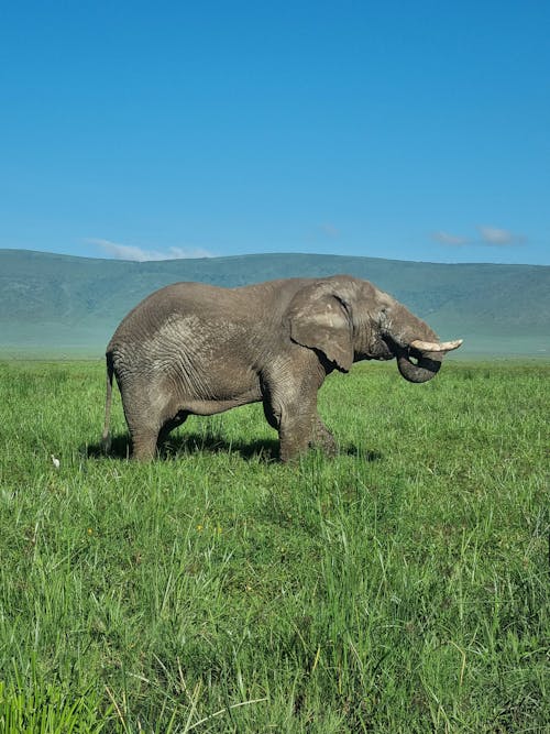 L'éléphant D'afrique.