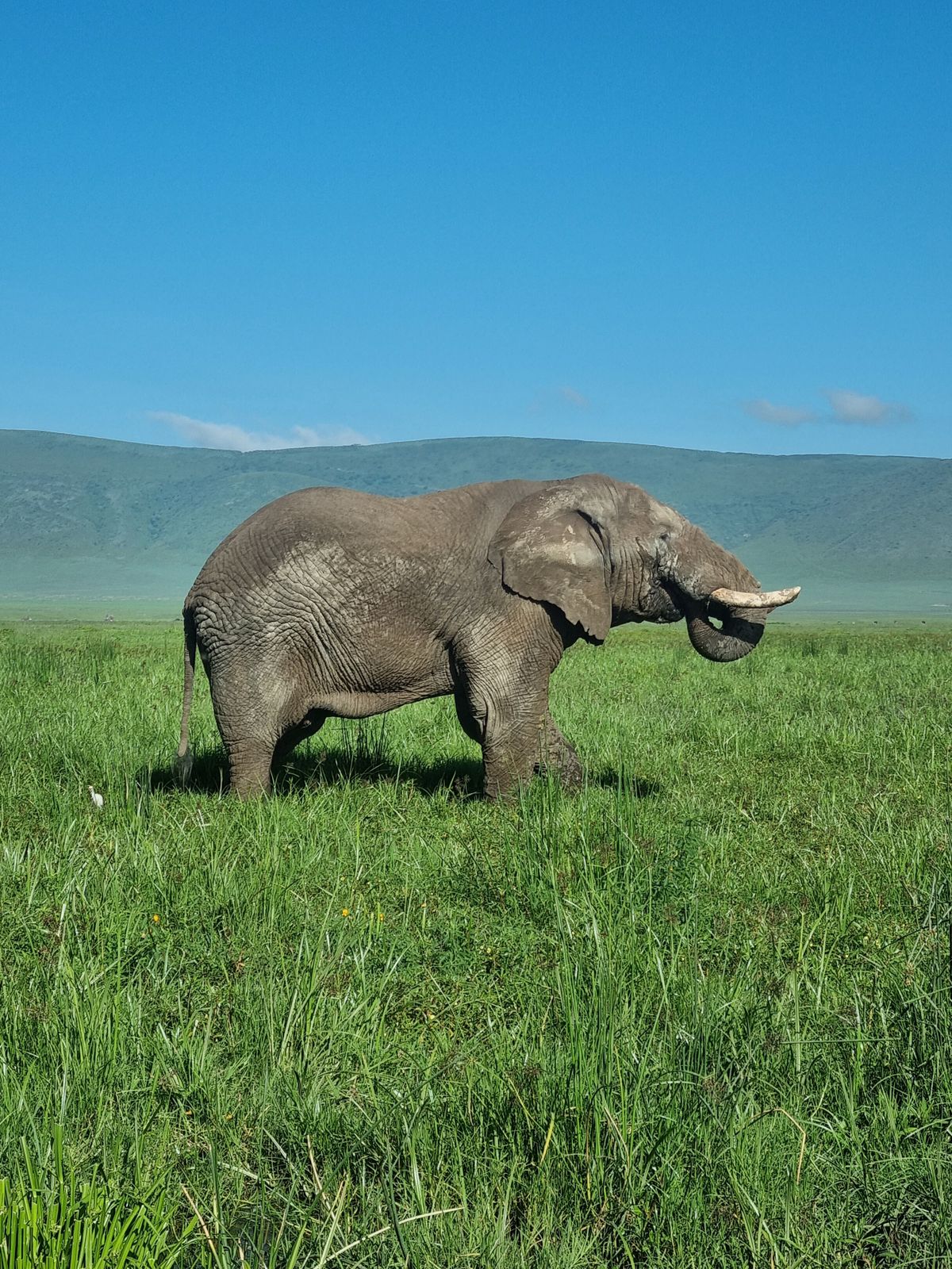 Elephant In Field Photo of Elephants on Grass · Free Stock Photo