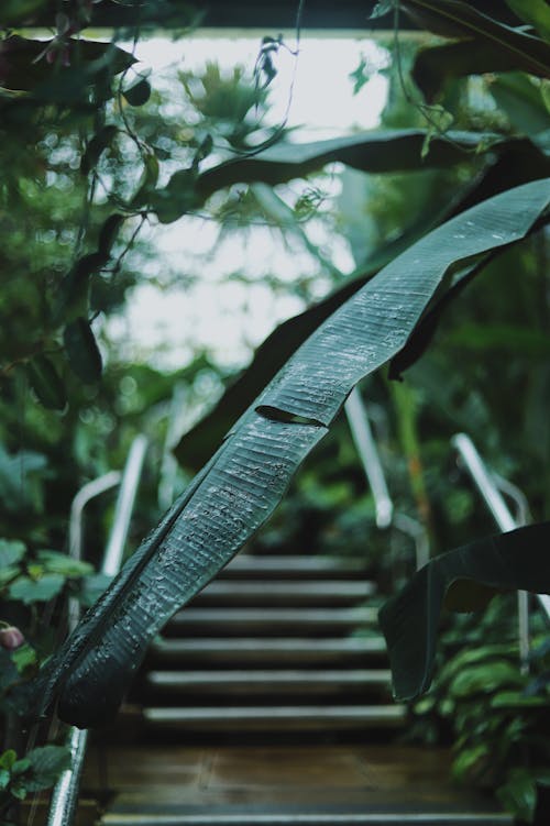 A staircase leading up to a tropical plant