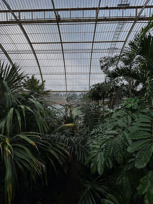 The inside of a greenhouse with plants and trees
