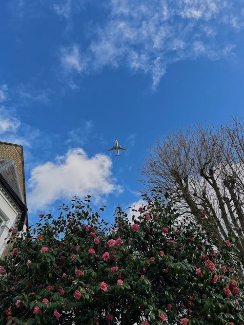 An airplane flying over a tree and flowers