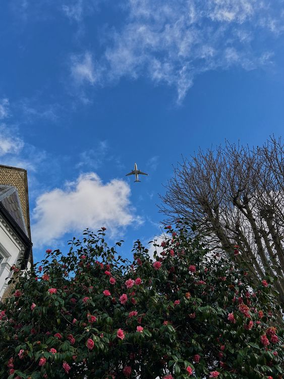 Airplane Flying over Tree and Bush in Spring · Free Stock Photo