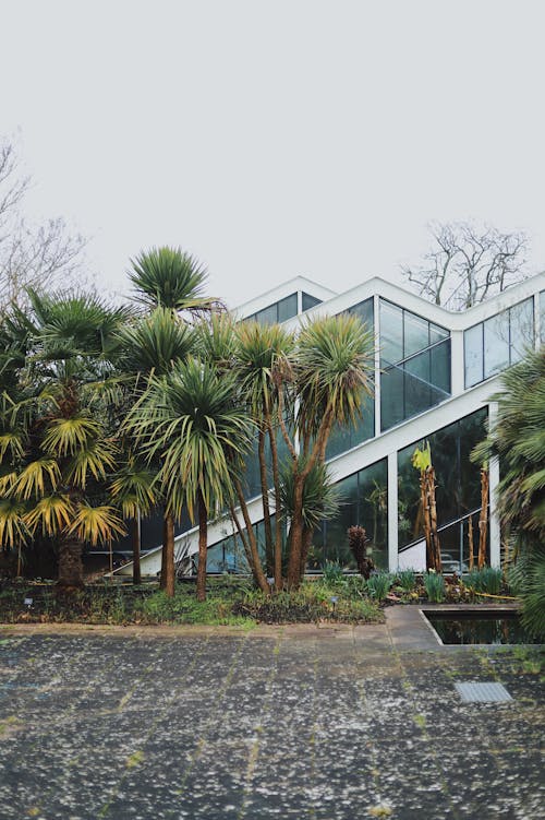 A modern house with a glass roof and palm trees