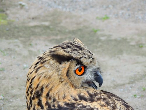 Eurasian Eagle-owl Bird