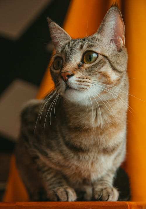 A cat sitting on top of a table with a green background